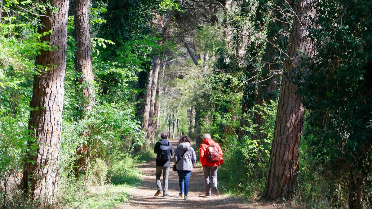 Perché camminare nei boschi ci fa stare meglio della palestra