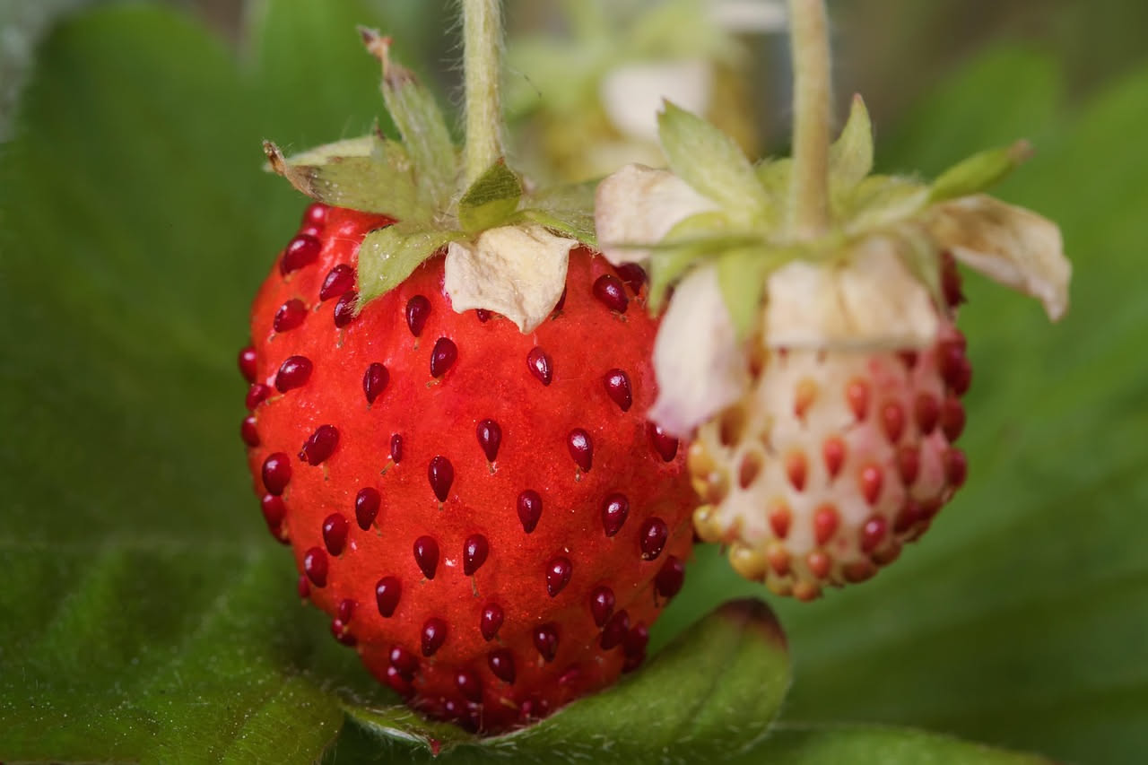 Fragole in vaso sul balcone: coltiva frutti freschi in 6 settimane