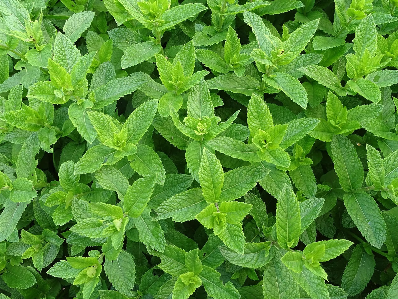 Menta sul balcone: come controllarla prima che invada tutto