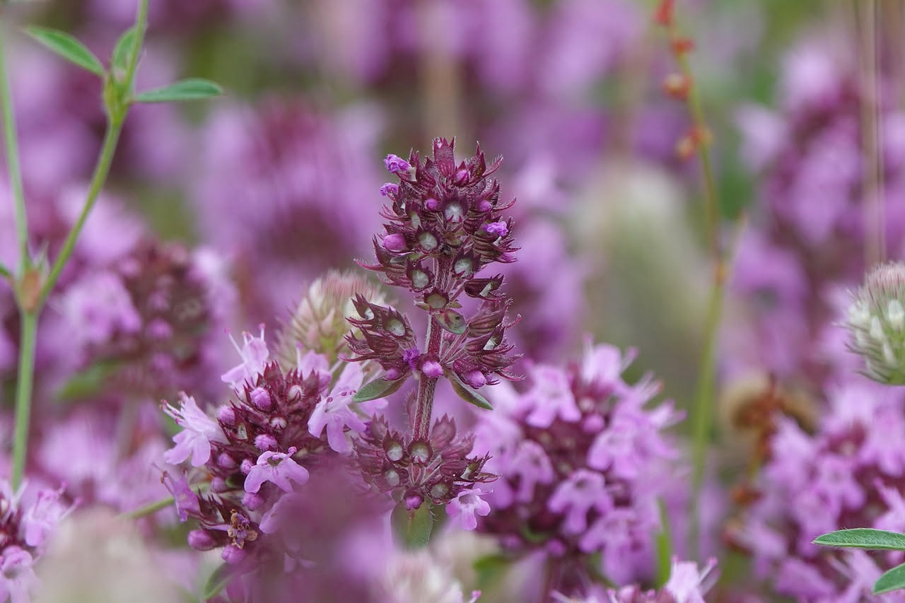 Salvia, timo e origano: la trinità della semplicità