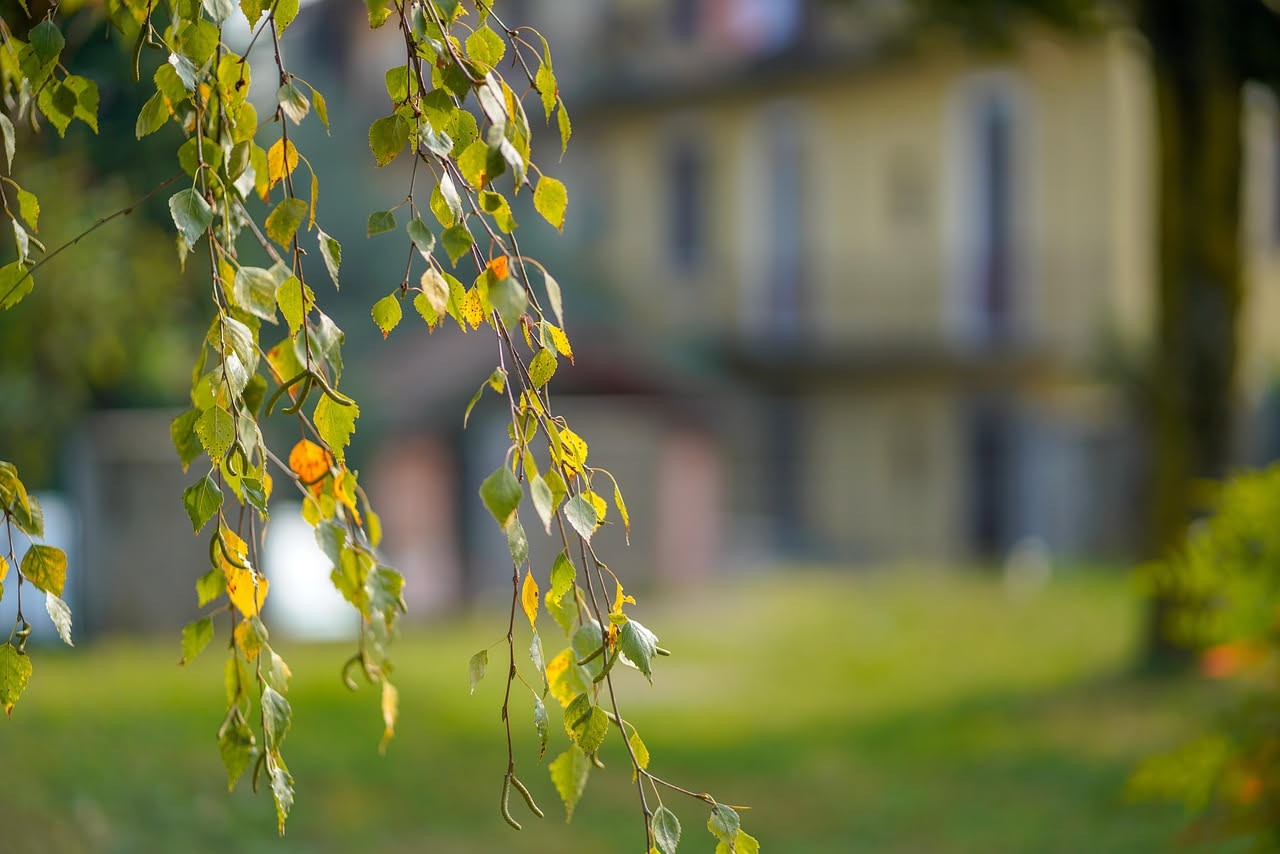 Bologna città verde: quanti alberi respirano davvero la metropoli