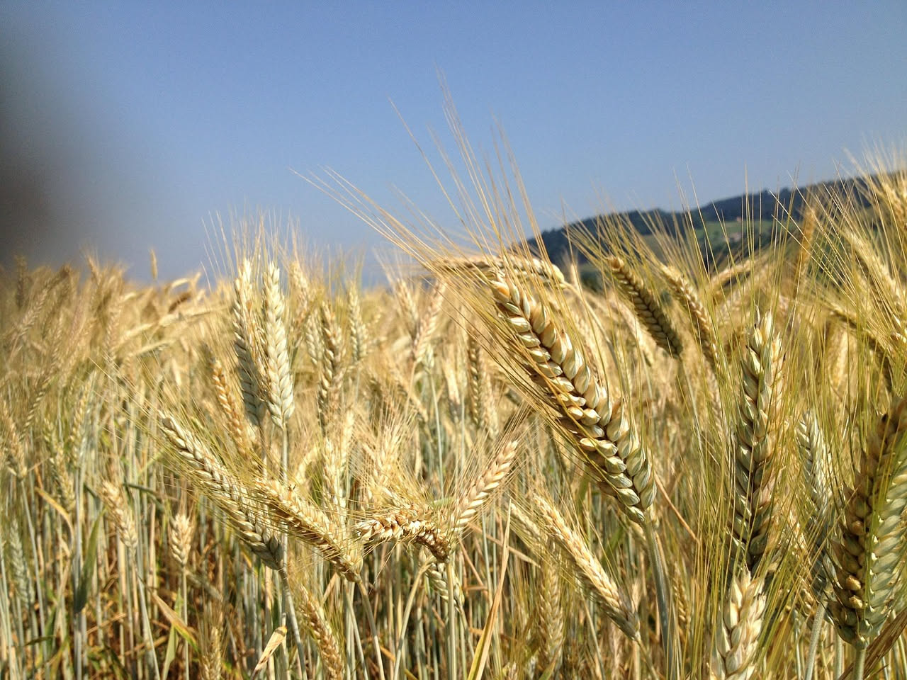 Il grano, la pianta dimenticata