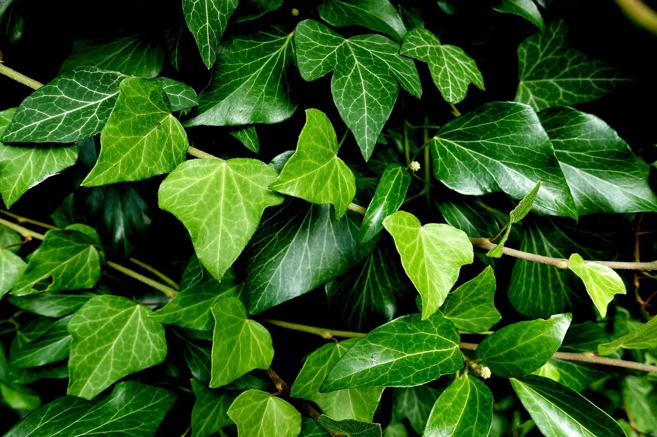Edera autoctona italiana: la pianta che verde i muri senza danni