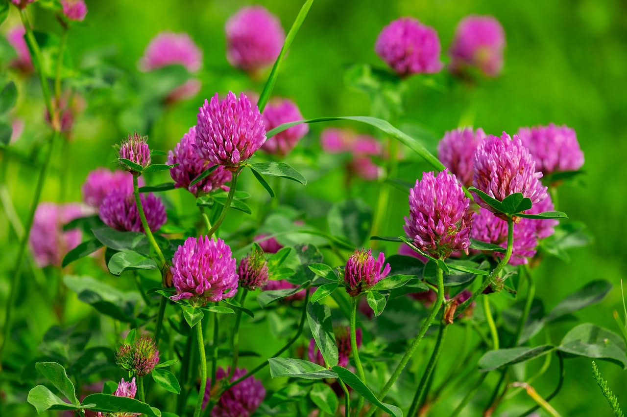 Prato di erba medica in fiore con fusti viola e rosa, api che raccolgono polline, foglie trifogliate verdi su terreno umido in giardino residenziale
