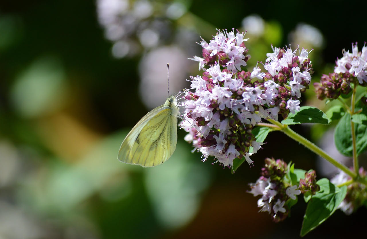 Erbe officinali sul balcone: come proteggere gli insetti impollinatori