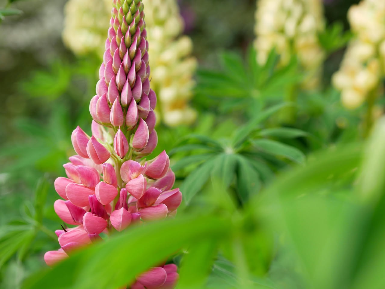 Lupini viola e blu in fiore su steli eretti con foglie digitato-composte, coltivati in aiuola di terra ricca su sfondo di orto biologico con fragole e erbe aromatiche