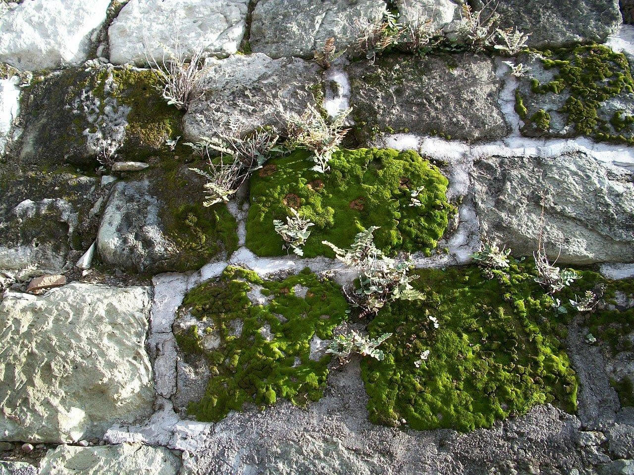 Muro di balcone coperto di licheni gialli, grigi e verdi, con texture ruvida e striature naturali, sotto luce naturale mattutina