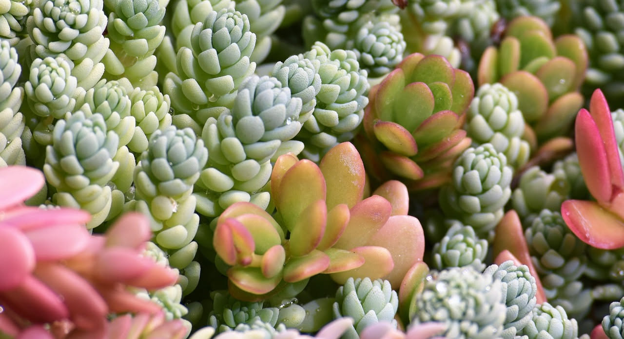 Tetto verde con piante di Sedum compatte e fiorite in toni di rosa e giallo, foglie carnose grigio-verdi, sfondo cielo estivo azzurro, sottostante città italiana con tetti in laterizio