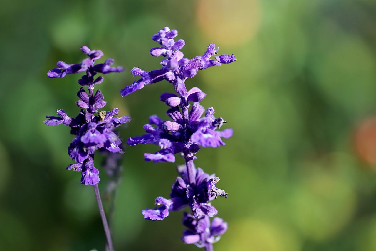 Fiori blu e viola di salvia officinalis in vaso di terracotta su balcone urbano con ape che raccoglie polline, foglie grigio-verdi in primo piano