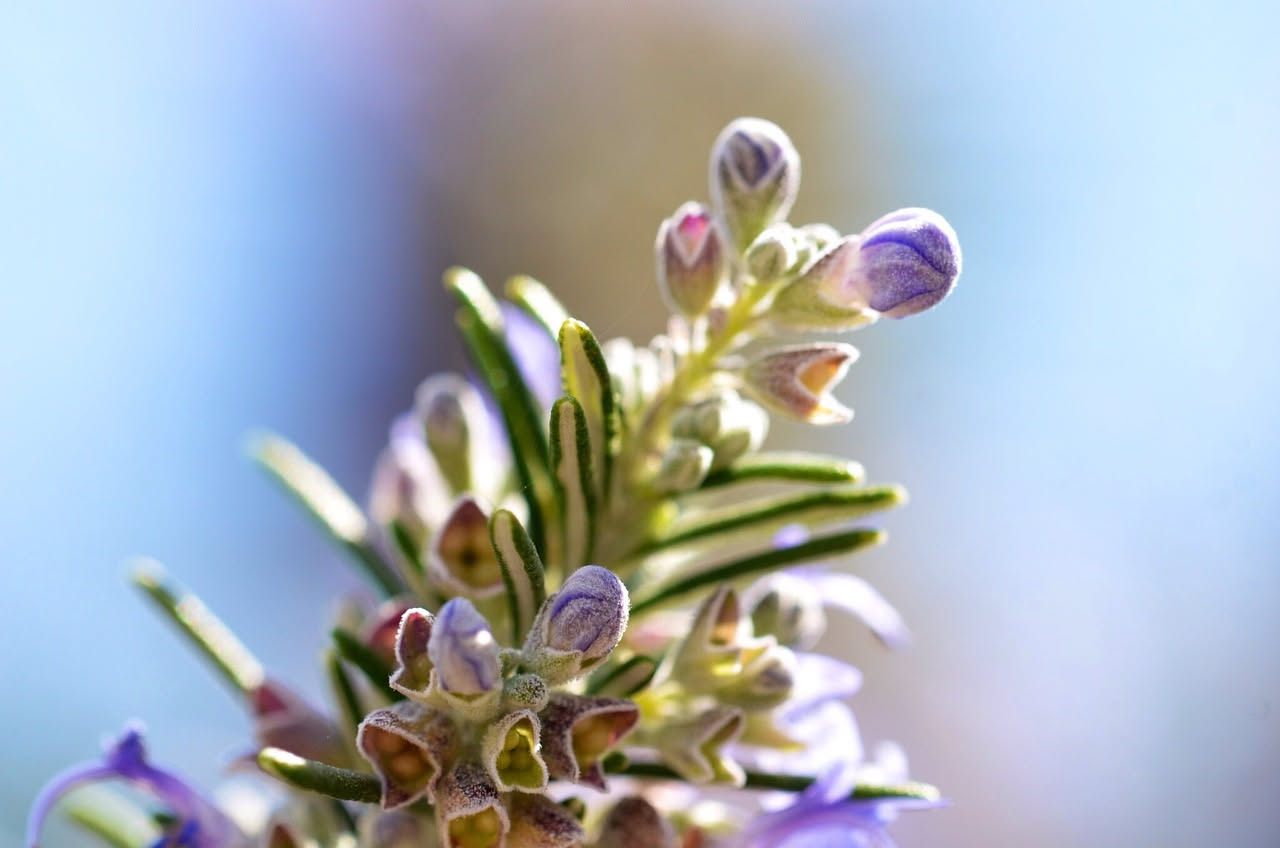 Fiori blu e viola di rosmarino selvatico in primo piano con api solitarie che raccolgono polline, sfondo di foglie verdi aghiformi su rami sottili