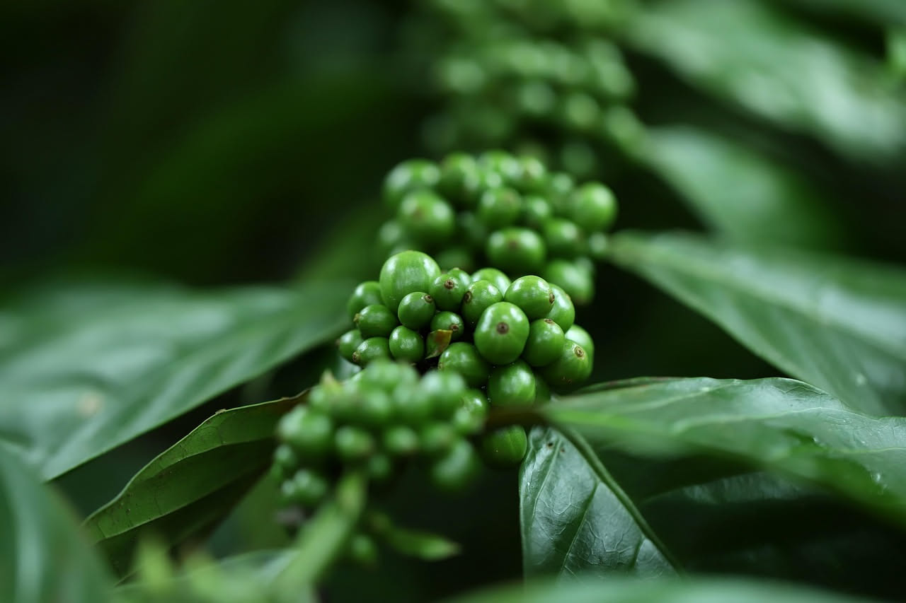 Caffè coltivato nel Sud Italia: le nuove piantagioni della filiera corta