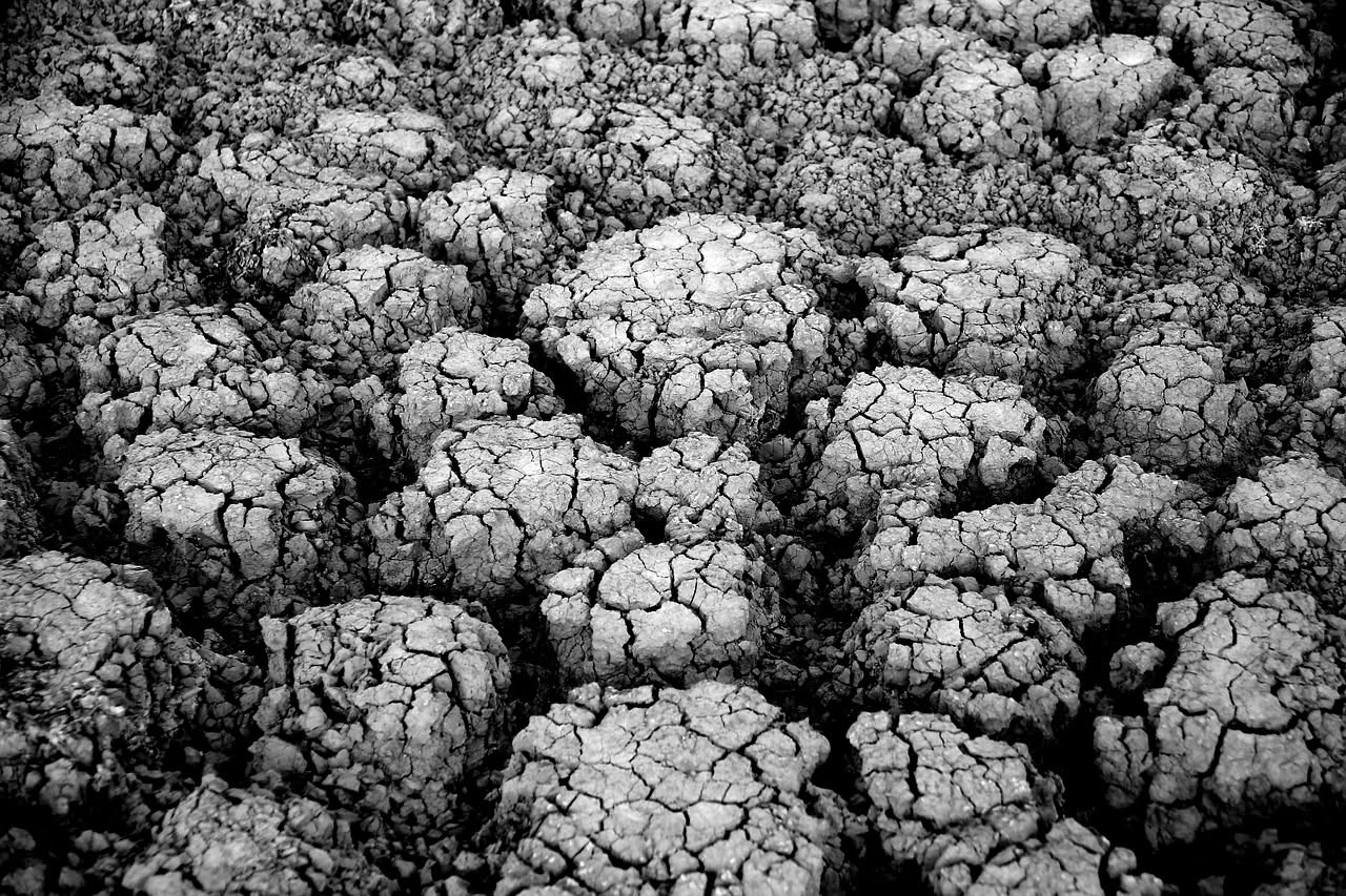 Campo asciutto e screpolato durante estate siccitosa, in lontananza filari di alberi mediterranei e colline brulle sotto sole intenso