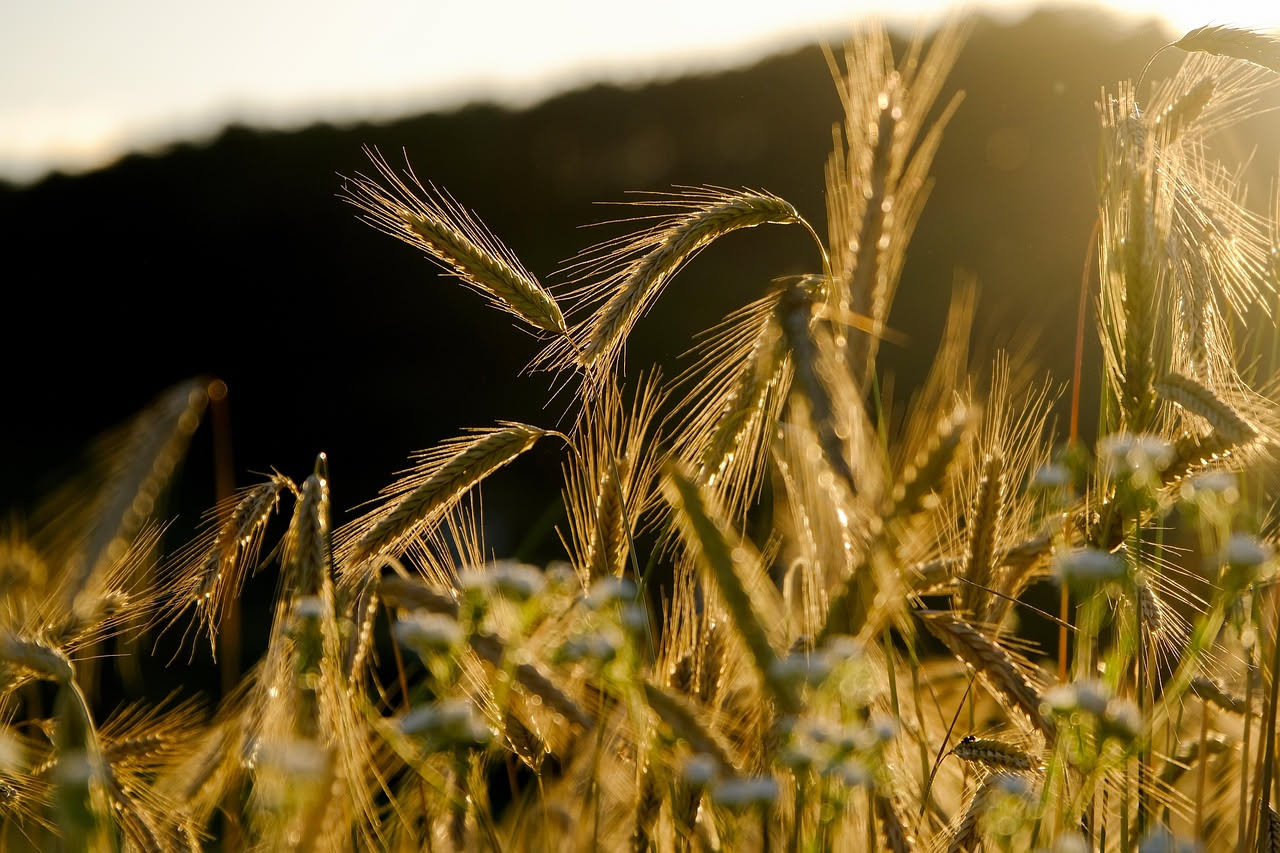 Mani di contadino che tengono spighe di grano arso scuro in un campo di terra rossa calabrese sotto il sole, con colline coltivate sullo sfondo
