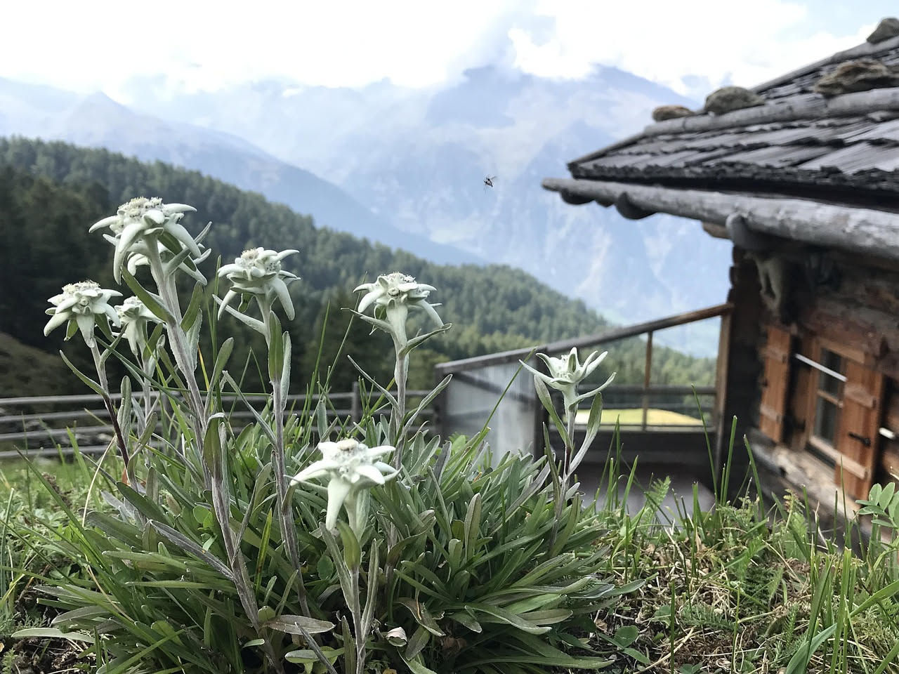 Rifugio alpino costruito in pietra grigia con tetto di lose sporgente e camino di pietra, circondato da rocce bianche e prati verdi in alta montagna