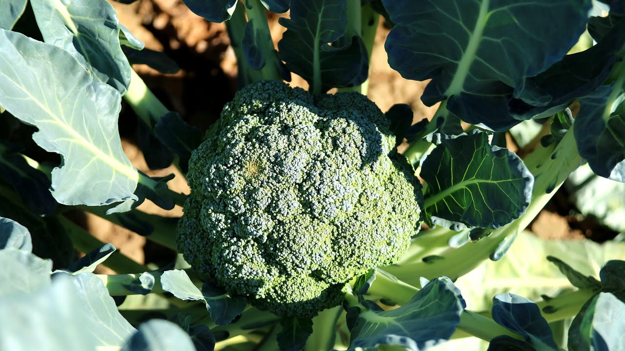 Coltivare i broccoli in vaso: guida completa per il balcone