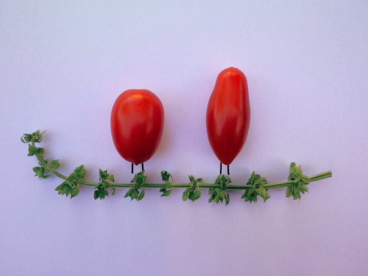 Coltivare i pomodori datterini: guida pratica per il balcone