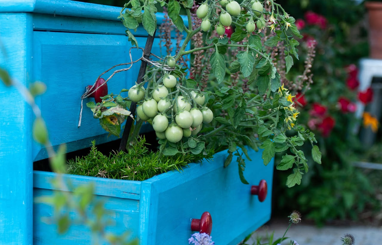Coltivare i pomodorini ciliegino: la guida completa per il balcone