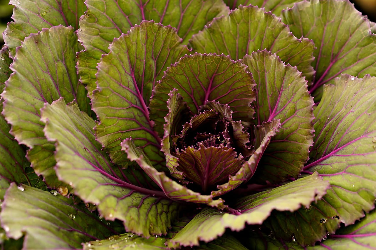 Cavolo nero coltivato in vaso di terracotta grigia su balcone, foglie arricciate di colore verde scuro intenso, terriccio umido visibile attorno al fusto