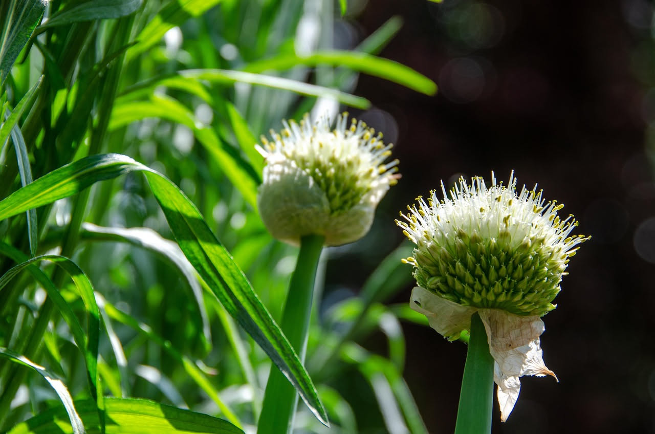 Coltivare il porro in vaso: guida pratica per il balcone