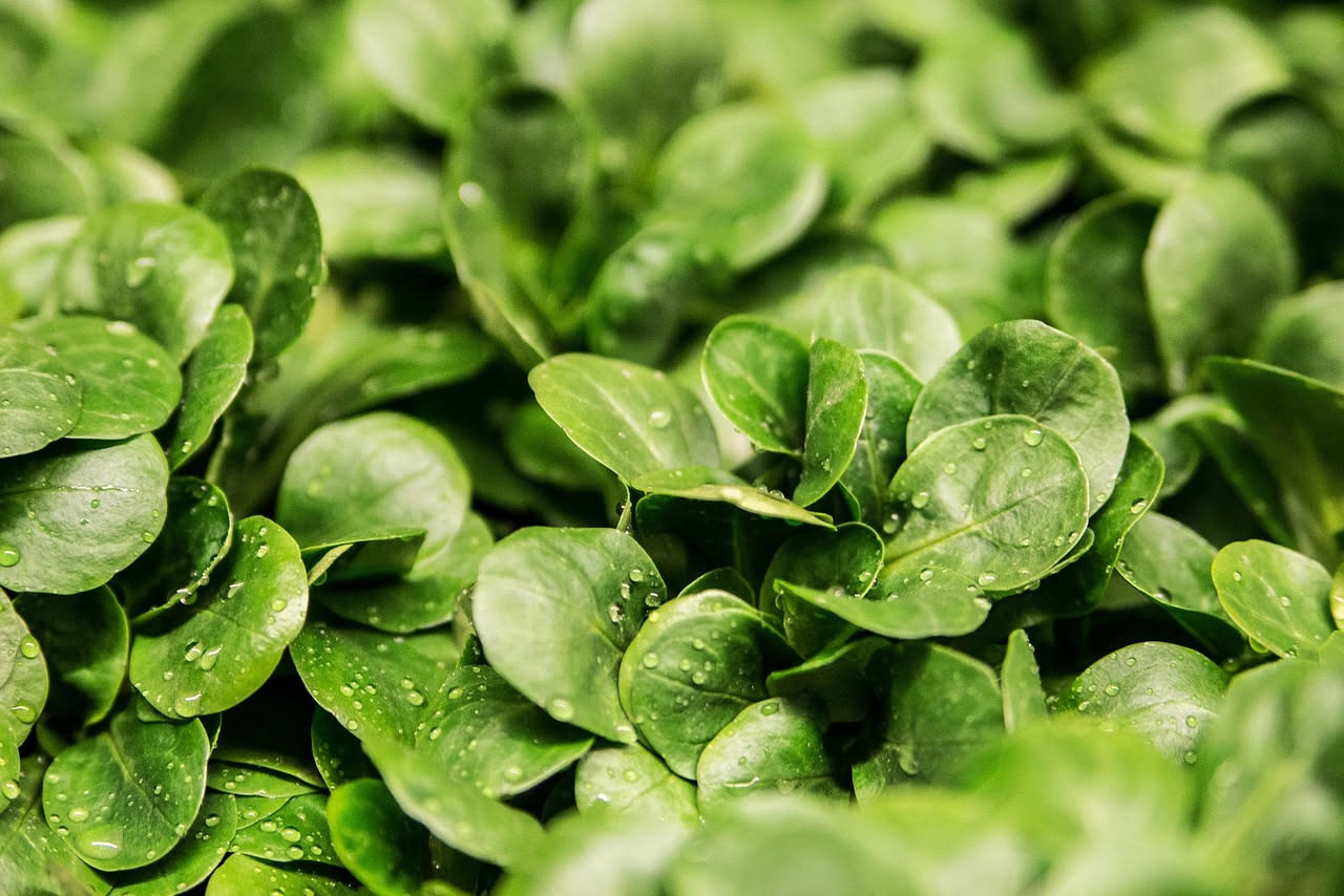 Coltivare l'insalata in vaso: dalla semina al raccolto sul balcone