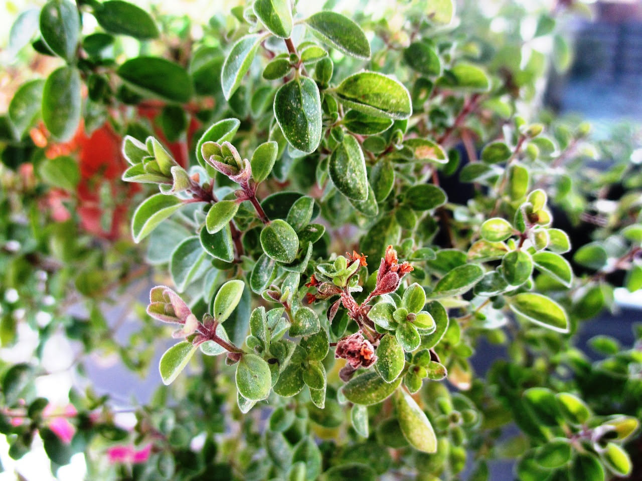 Vaso di terracotta con origano verde rigoglioso in fiore, posizionato su un balcone soleggiato con altre piante aromatiche sullo sfondo