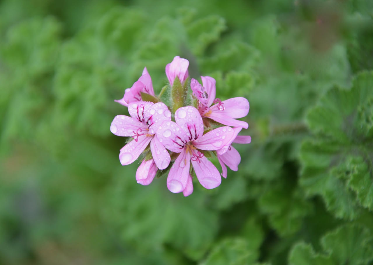 Coltivare la citronella in vaso: guida pratica per il balcone