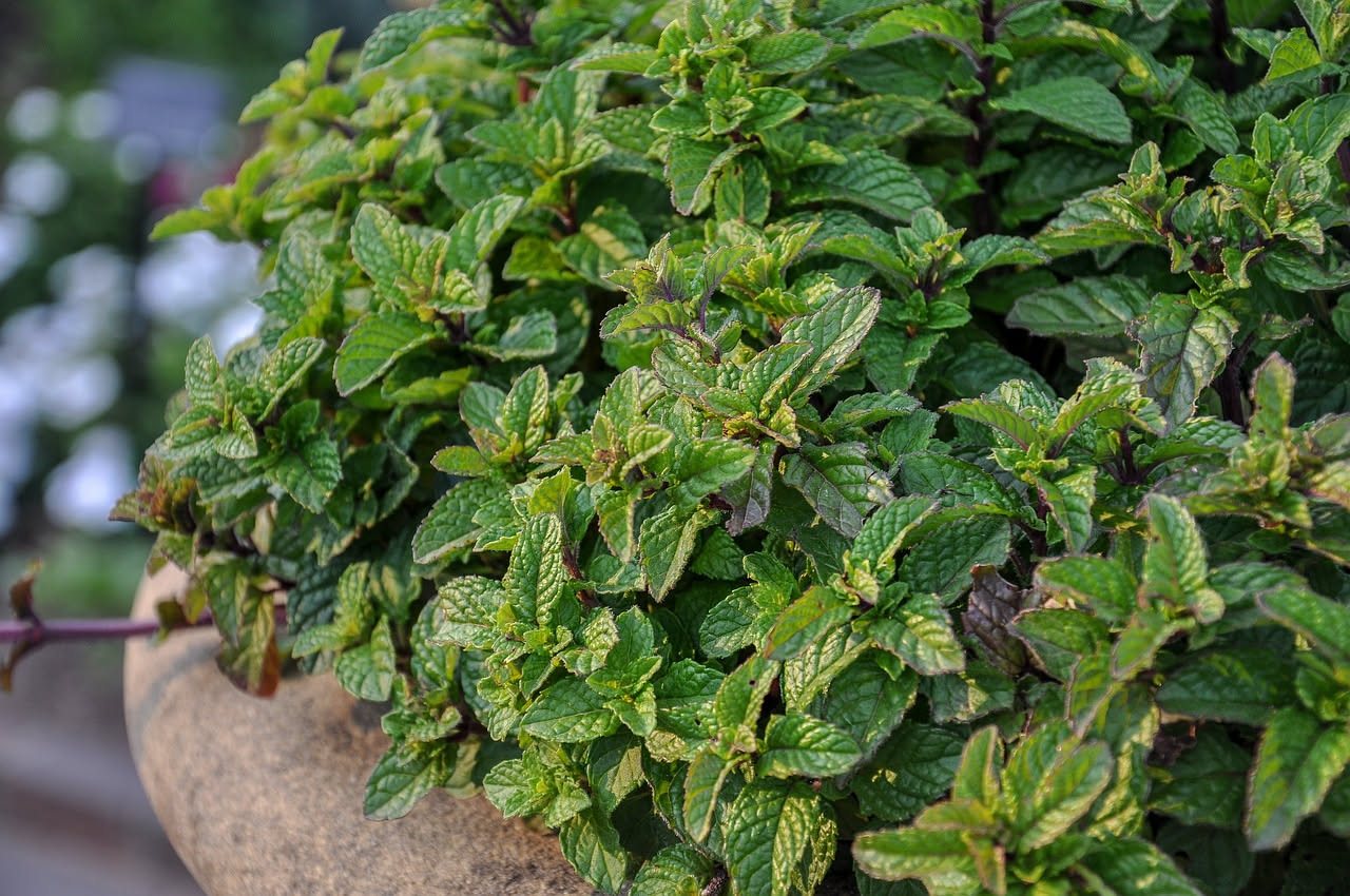 Pianta di menta piperita rigogliosa in vaso di terracotta con foglie verde intenso e fusti sottili, su balcone soleggiato con sfondo di altre erbe aromatiche