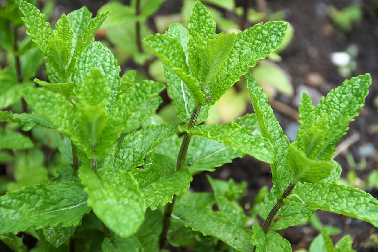 Menta verde fresca in un vaso di terracotta con foglie dentate rigogliose, su un balcone soleggiato con sfondo di altre piante aromatiche