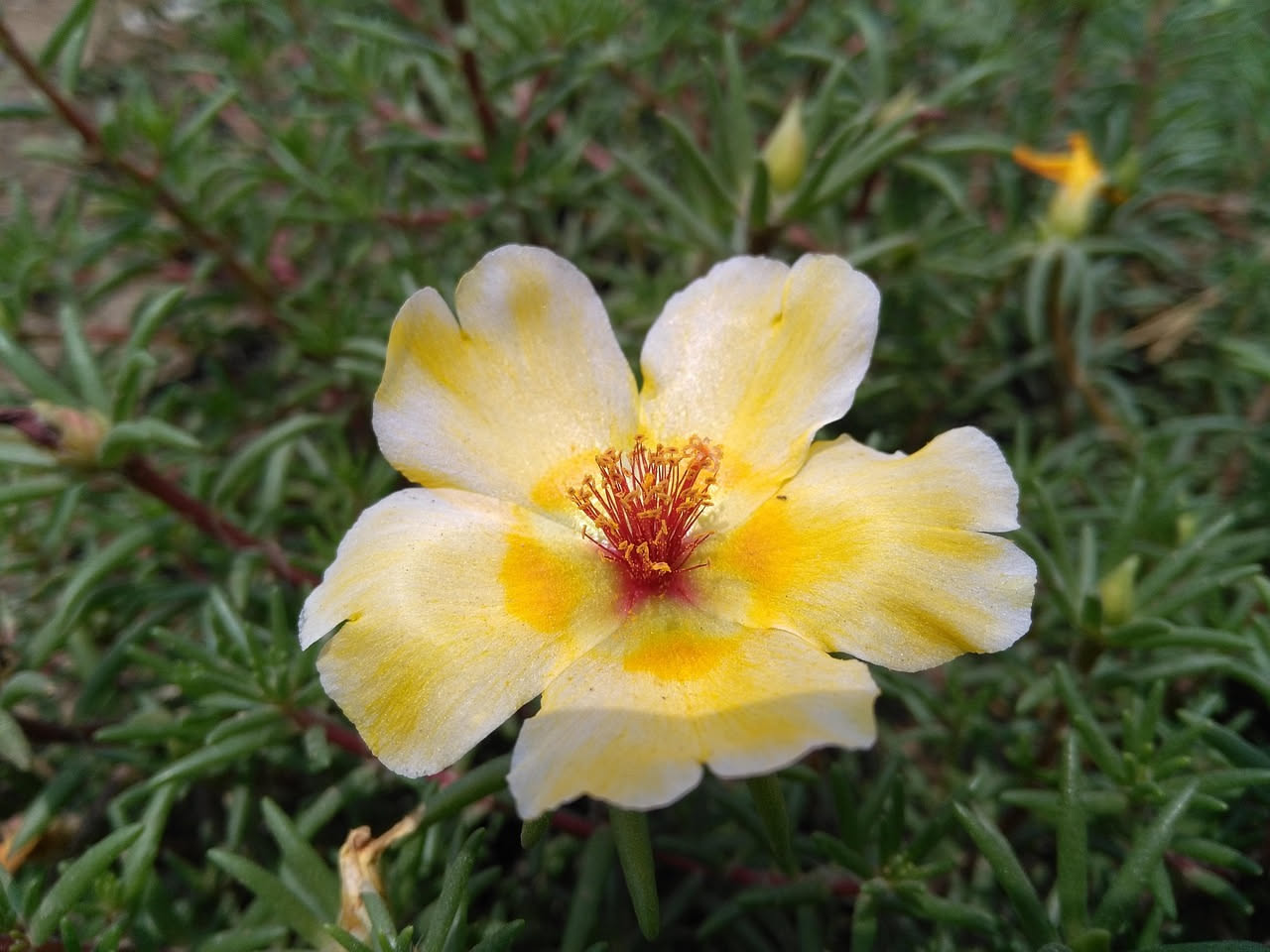 Coltivare la portulaca in vaso: guida alla pianta grassa più produttiva