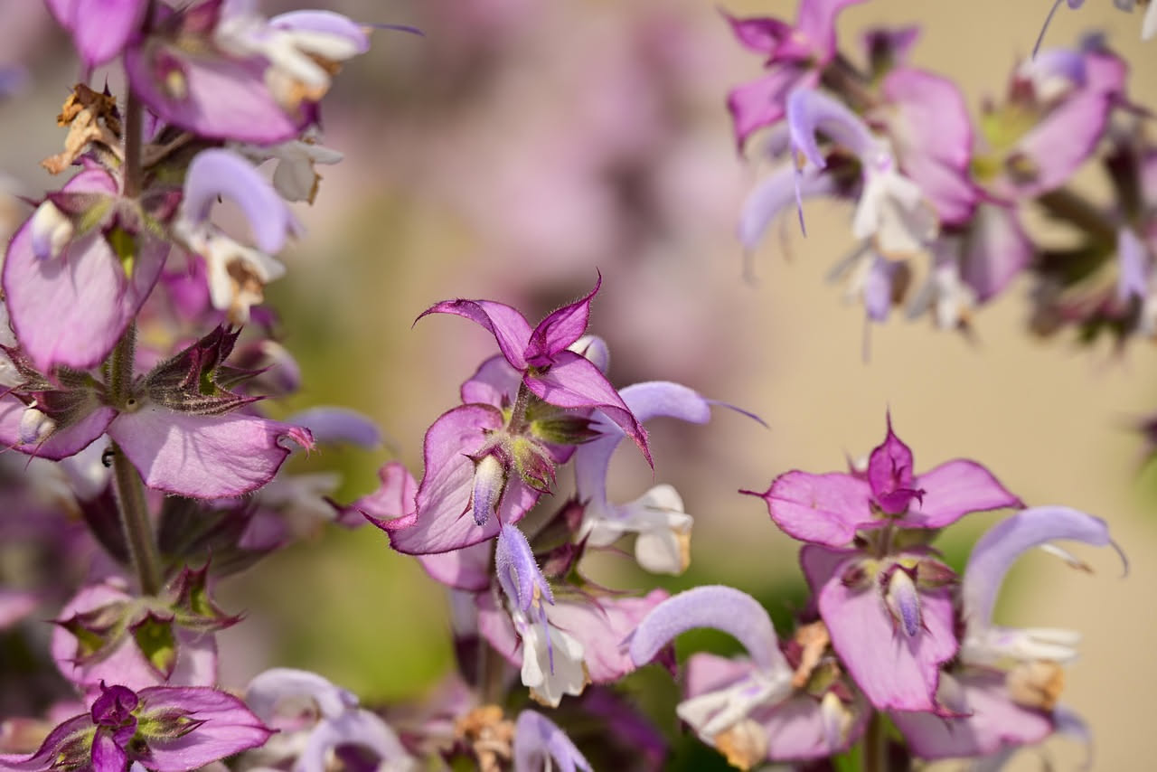 Coltivare la salvia in vaso: guida pratica per il balcone