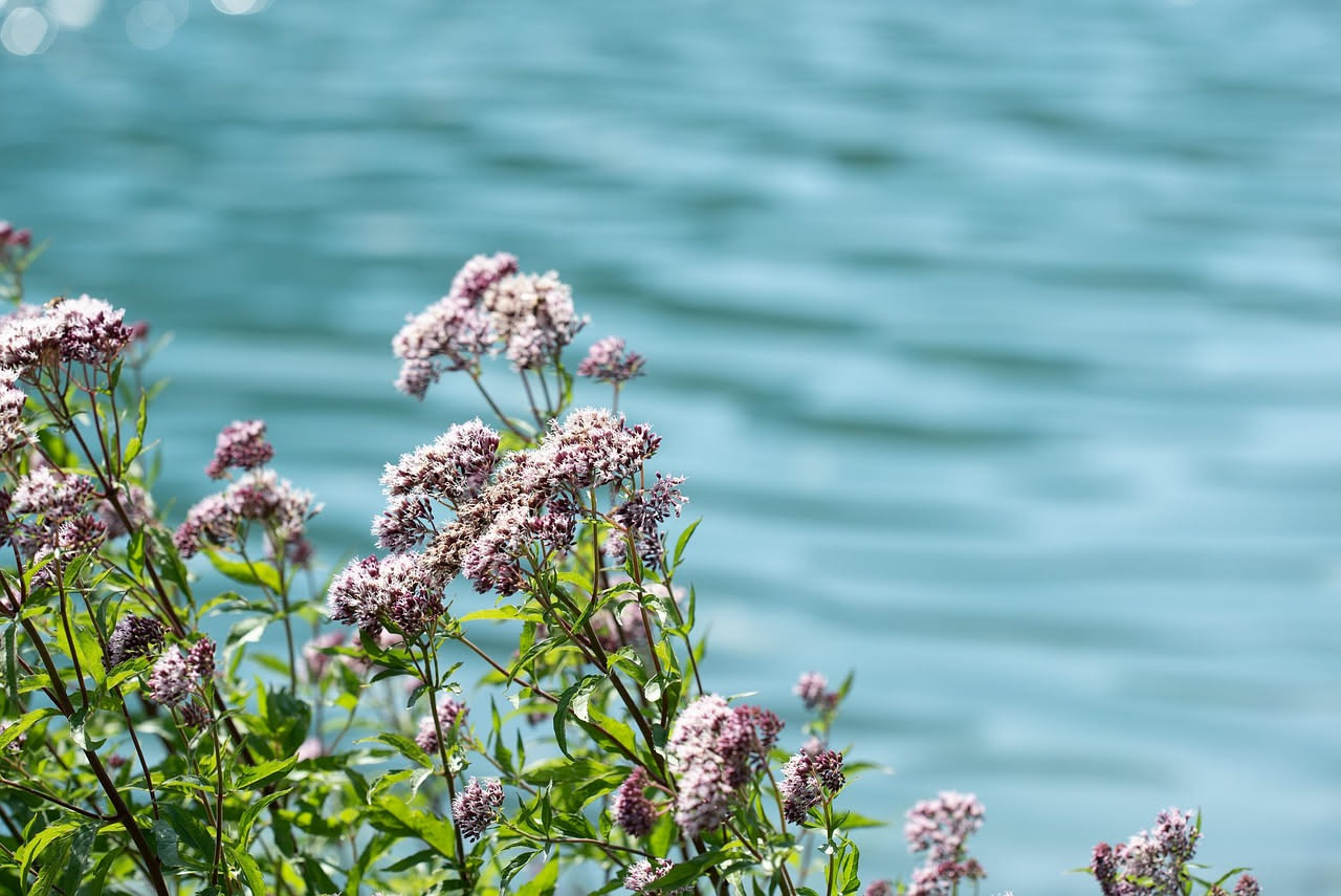 Coltivare la valeriana in vaso: guida pratica per il balcone