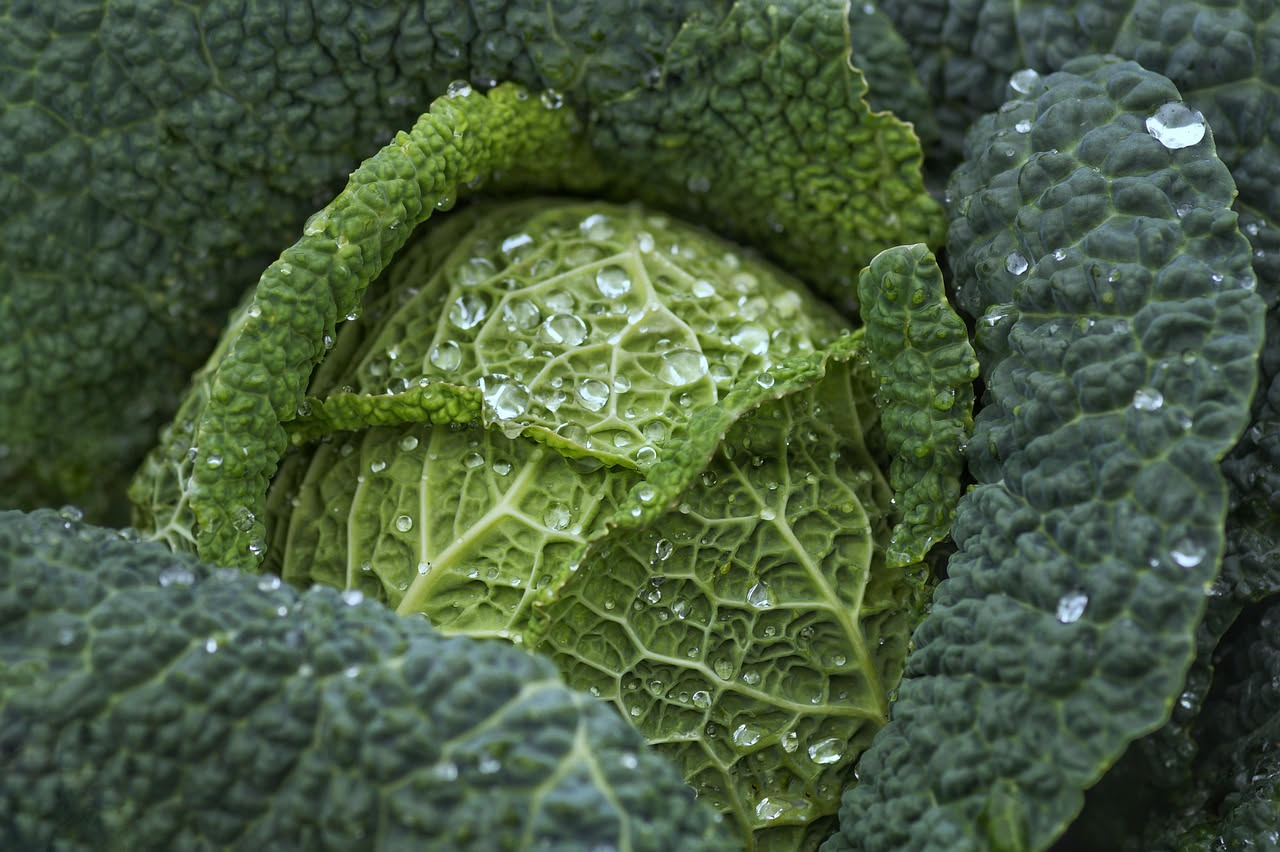 Verza verde coltivata in un grande vaso di terracotta su un balcone soleggiato, foglie croccanti e compatte visibili dal piano superiore, terriccio scuro umido