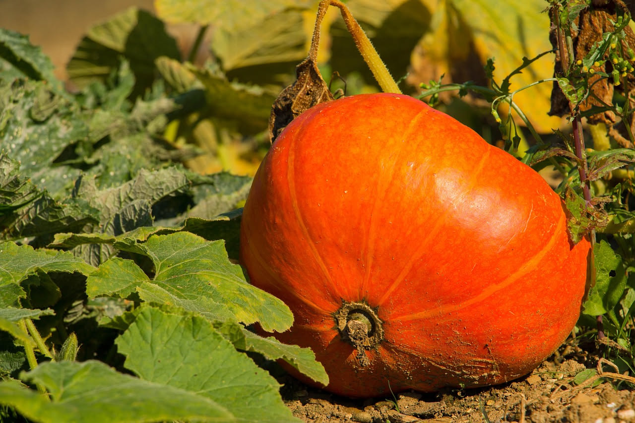 Zucche gialle e verdi coltivate in grossi vasi di terracotta su un balcone soleggiato, con foglie grandi e rigogliose, supporti in bambù e rampicanti che salgono verticalmente