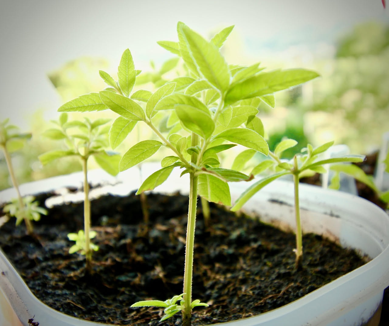 Coltivare le erbe aromatiche sul davanzale: guida pratica per balconi e finestre
