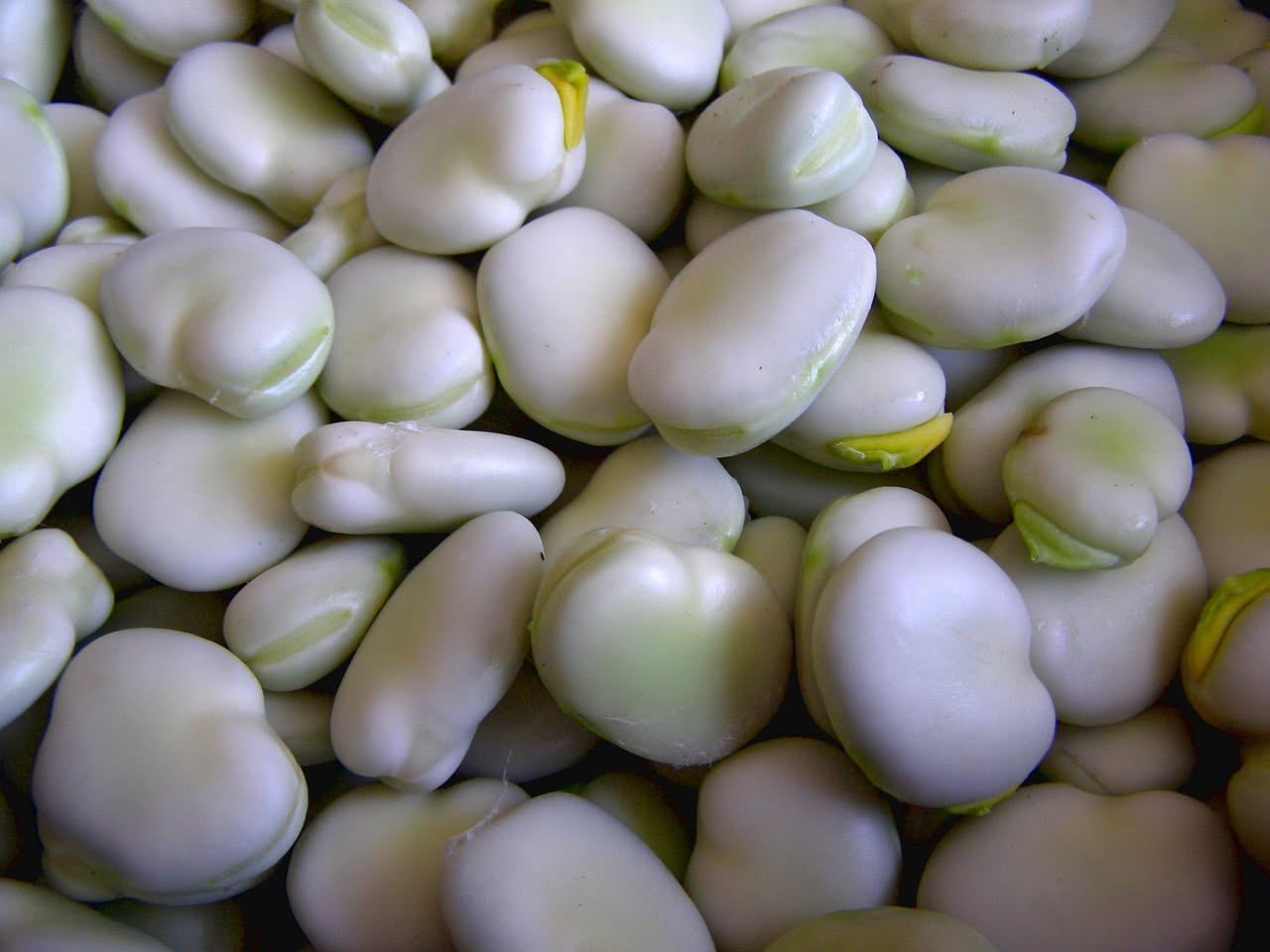 Piante di fava in vasi di terracotta su un balcone soleggiato con baccelli verdi rigonfi e foglie verde scuro in primo piano