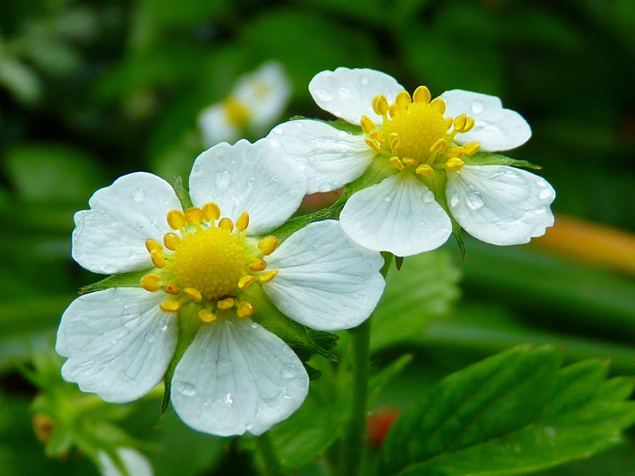 Coltivare le fragole in vaso: guida completa per il balcone