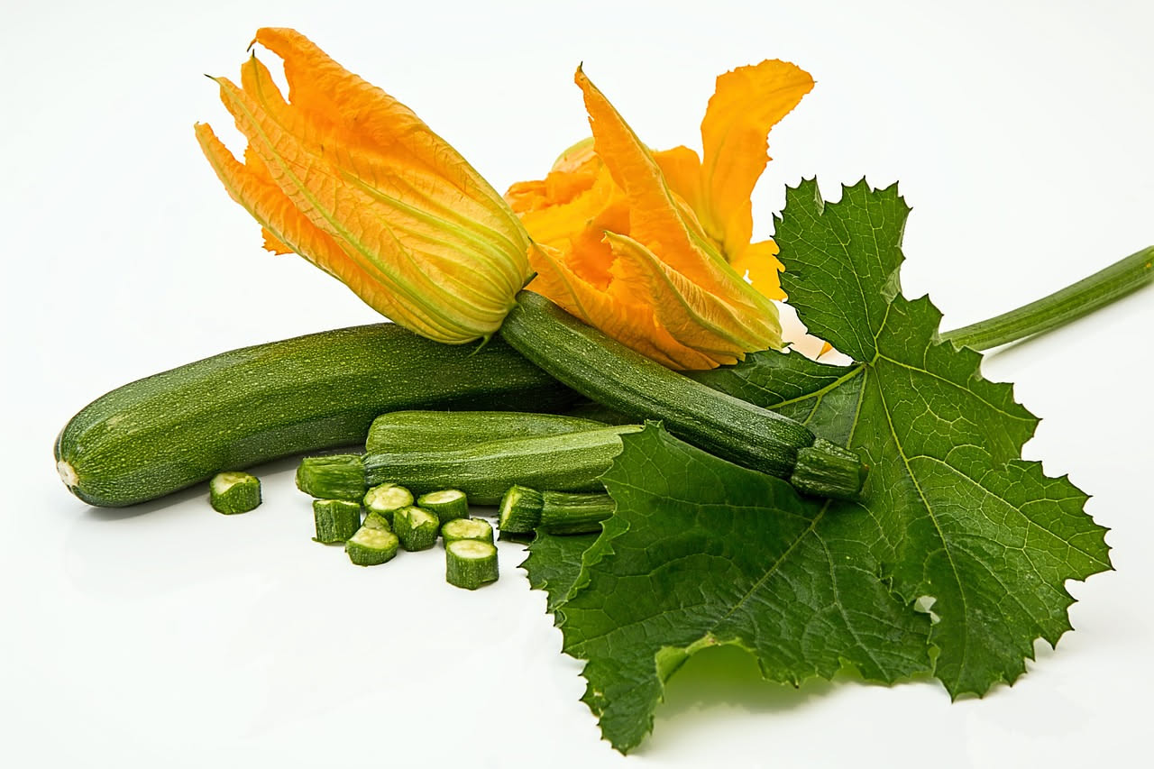 Zucchine tonde verdi coltivate in vaso di terracotta su un balcone soleggiato, con foglie grandi e frutti visibili tra la vegetazione