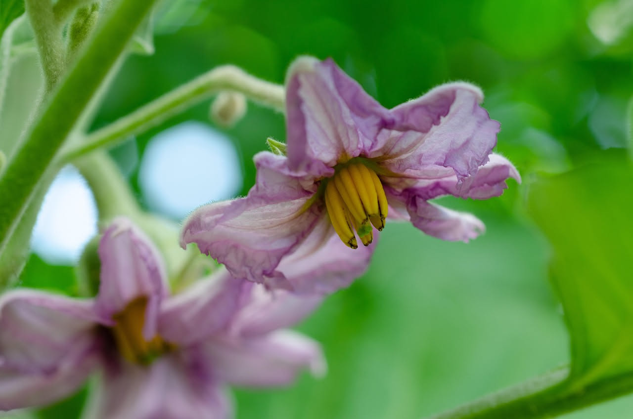 Melanzane nane di colore viola scuro appese ai rami compatti della pianta in un vaso di terracotta, circondate da foglie verdi e fiori lilla