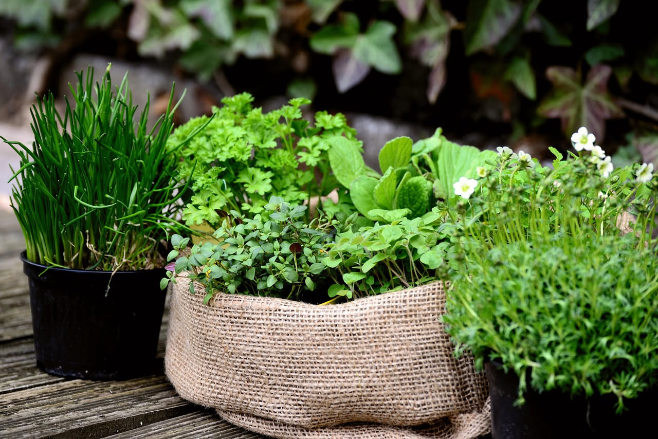 Vasi di terracotta con basilico, menta e salvia in rigoglio su balcone cittadino circondati da api e farfalle che si nutrono dai fiori