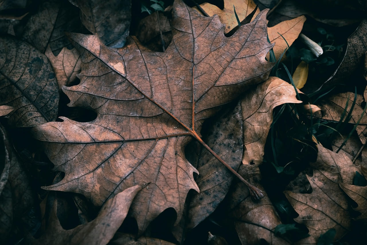 Mucchio di foglie secche di colore marrone e ocra, con alcuni rametti, sparse su un prato in una giornata di autunno nuvolosa