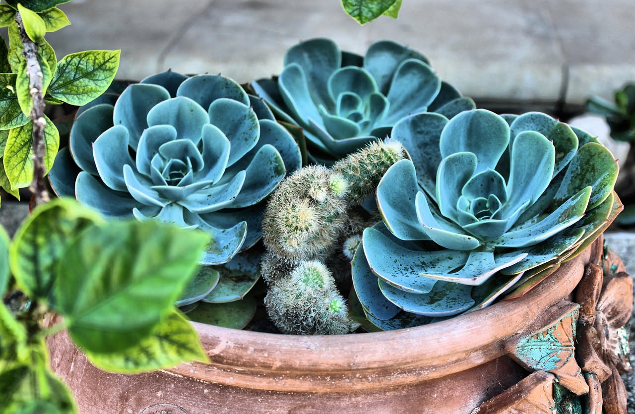 Tre bicchieri trasparenti con talee di Pothos, basilico e Echeveria in acqua pulita su un davanzale con luce naturale e foglie verdi in primo piano