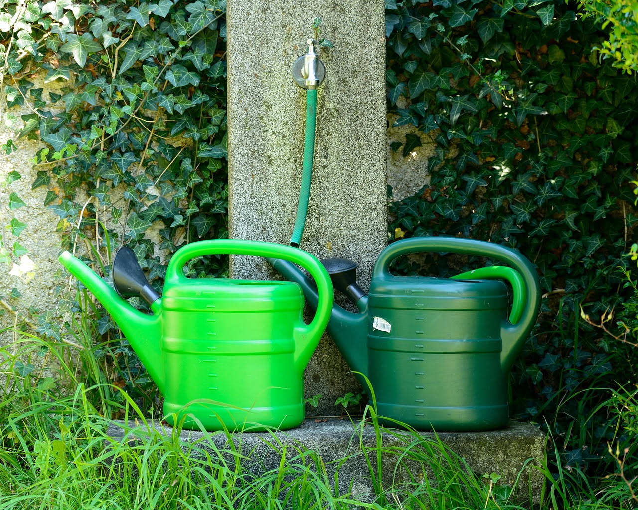 Pomodori rossi e gialli coltivati in vaso con fogliame verde, irrigati gocciolina dopo gocciolina, con terriccio umido ma non inzuppato