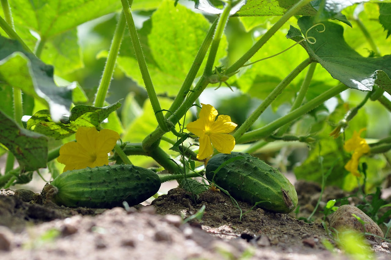 Come coltivare i cetrioli sul balcone a luglio: la guida