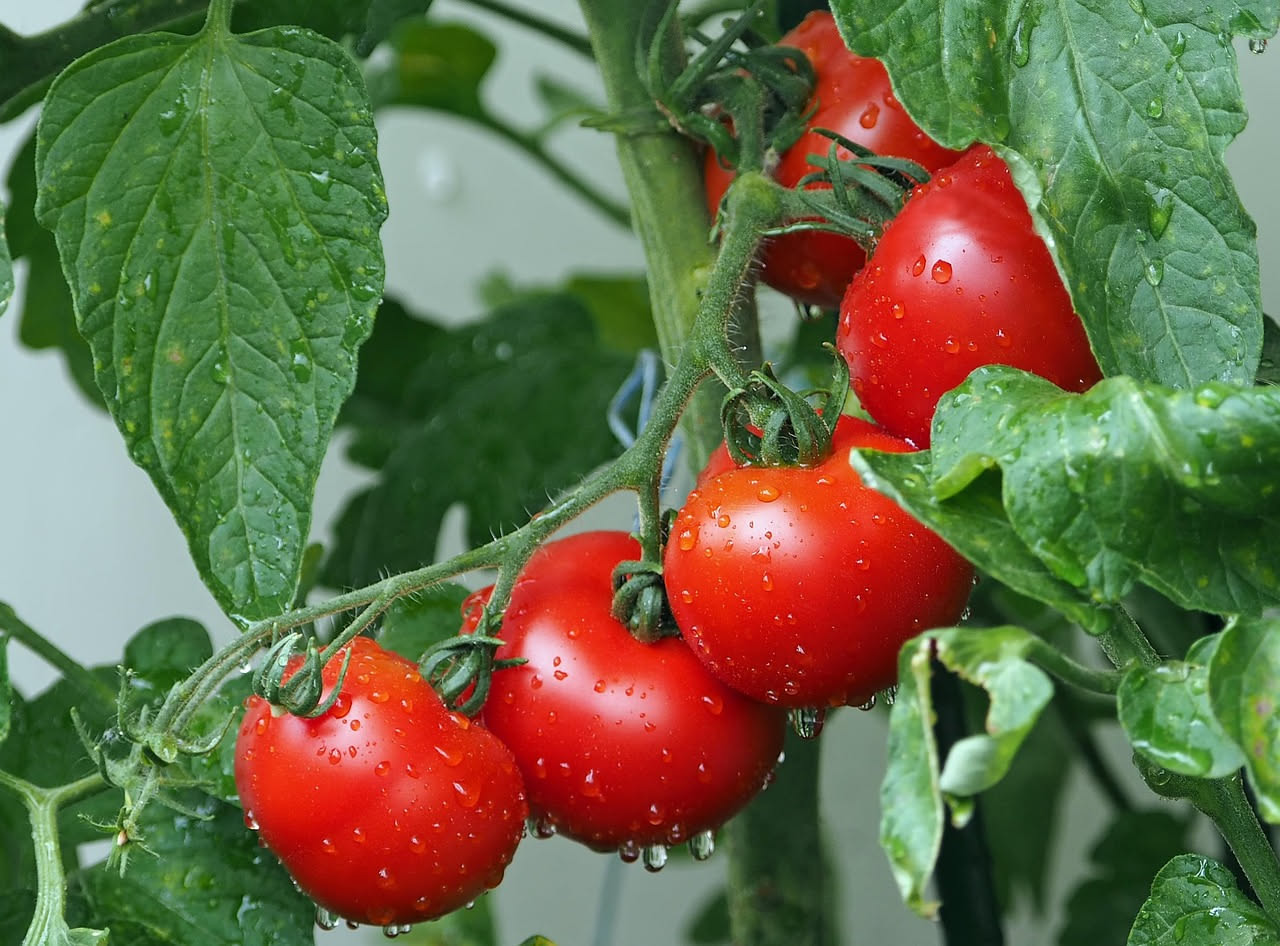 Piante di pomodoro cariche di frutti rossi in vasi di terracotta su un balcone soleggiato, con fogliame verde intenso e gocce d'acqua sulle foglie