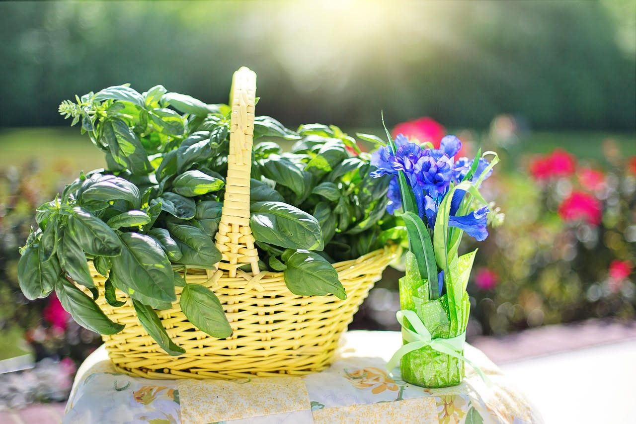 Vasi in terracotta con erbe aromatiche fra cui rosmarino, timo e origano, disposte su un balcone soleggiato con sfondo di piante verdi rigogliose