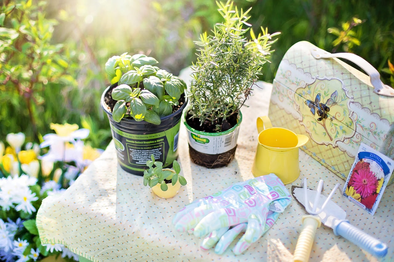 Davanzale di una finestra con tre piccoli vasi di terracotta contenenti basilico verde, prezzemolo e menta, circondati da una leggera ombra e una tazza di caffè