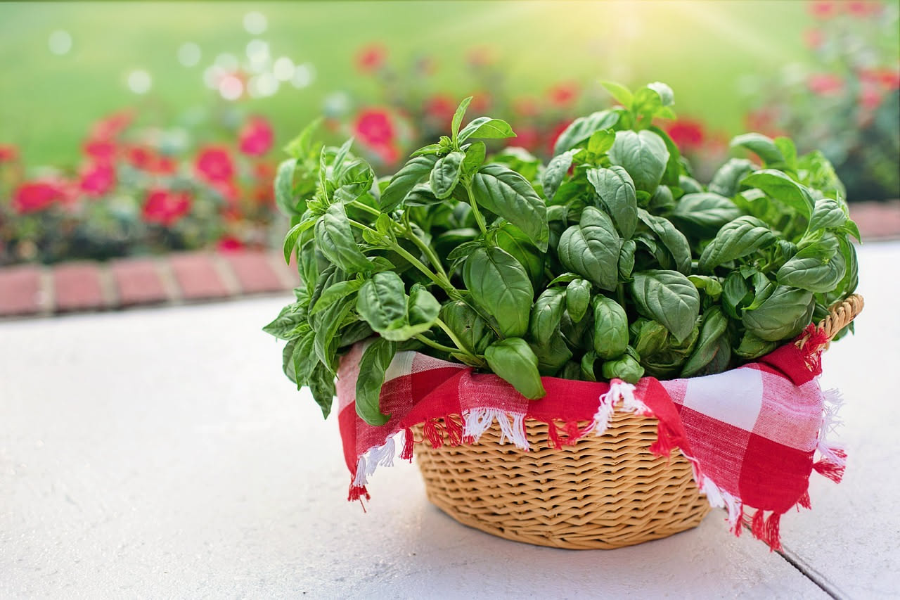 Vasetto di basilico verde brillante su un balcone con ombra parziale, circondato da foglie rigogliose e terriccio umido, con sole che filtra fra una tenda e l'altra