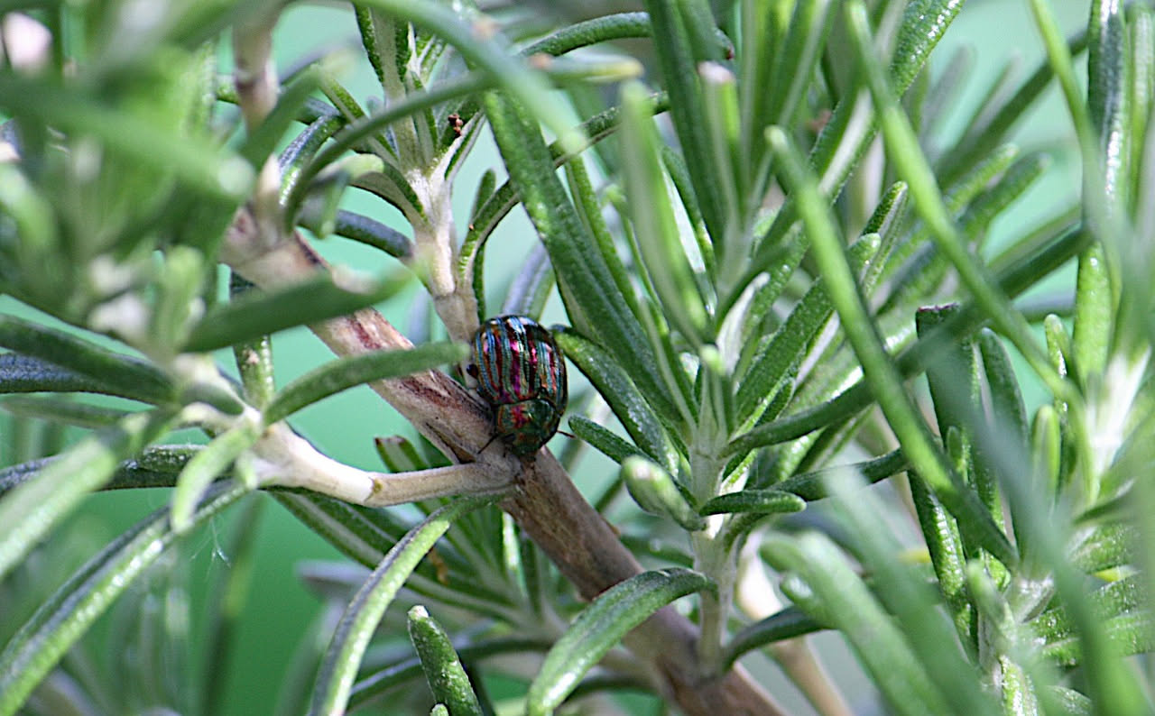 Foglie di orto con parassiti afidi verdi e coccinella rossa, con accanto bottiglie di spray per trattamenti naturali e piante di basilico e ortica