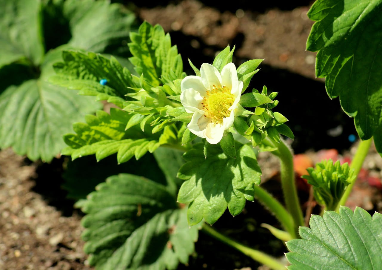 Fragole rosse mature su pianta con foglie verdi in ombra parziale sotto una rete ombreggiante, con gocce d'acqua sul terreno umido