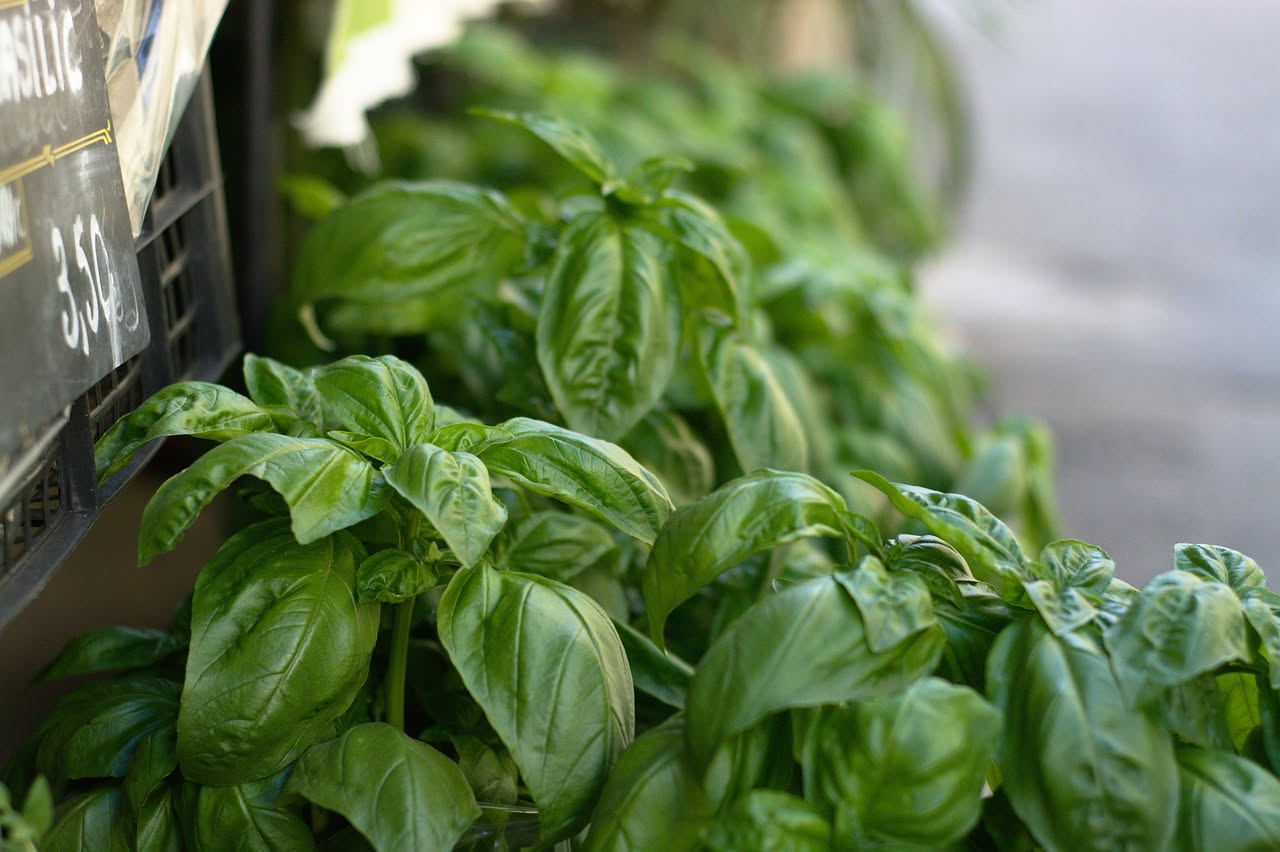Mani che raccolgono delicatamente le foglie superiori di una pianta di basilico verde intenso in vaso di terracotta, con fusto robusto e foglie intatte